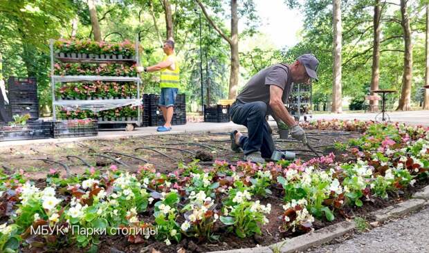 Парк Гагарина в Симферополе украсят три тысячи бело-розовых бегоний
