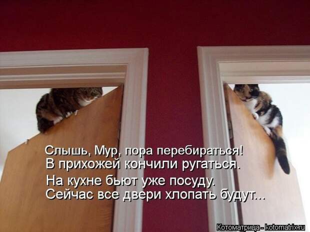 104502336_large_kotomatritsa_Jy (700x523, 187Kb)