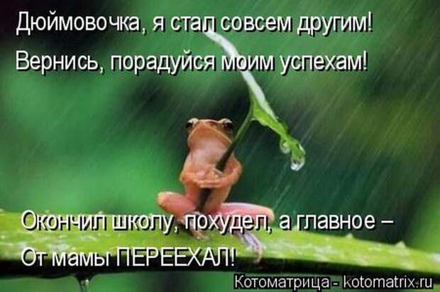 Лучшие котоматрицы недели