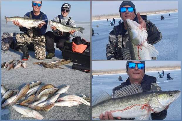 Новосибирцы ловят огромных судаков во время запрета рыбалки