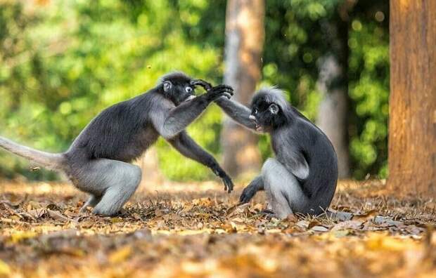 Фотографу из Питера удалось запечатлеть между двумя приматами драку в стиле кунг-фу Сергей Савви, в мире, драка, животные, кунг-фу, обезьяна, природа, фото