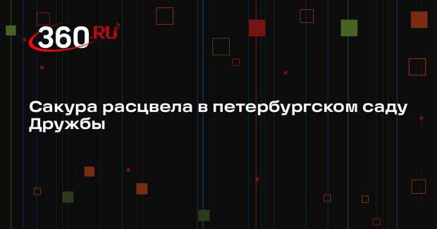 Сакура расцвела в петербургском саду Дружбы