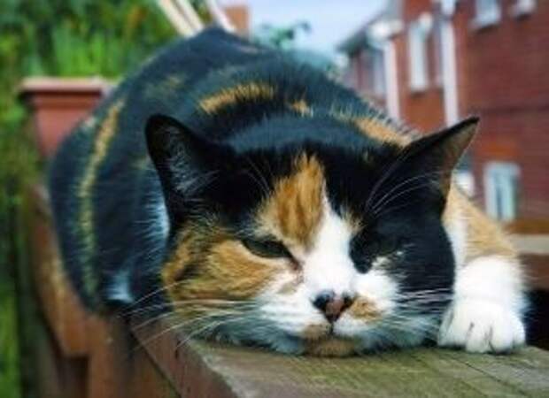 кошка