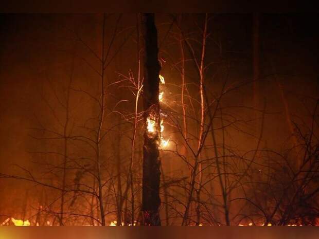 Восемь лесных пожаров действуют в крае