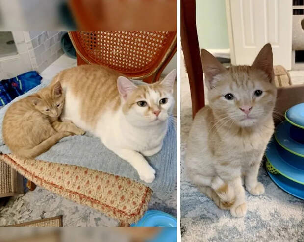 Без кота и жизнь не та