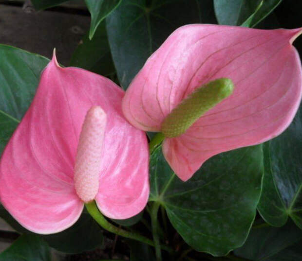 Антуриум розовый: описание, приметы, особенности выращивания