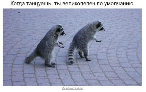 Еноты плохого не посоветуют.