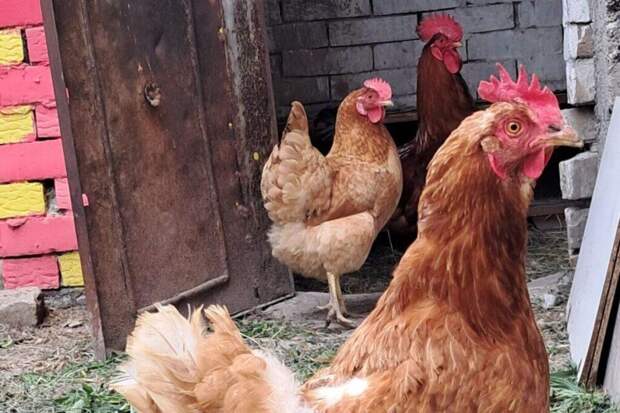 Фермеры в регионах РФ начали массовый забой кур-несушек