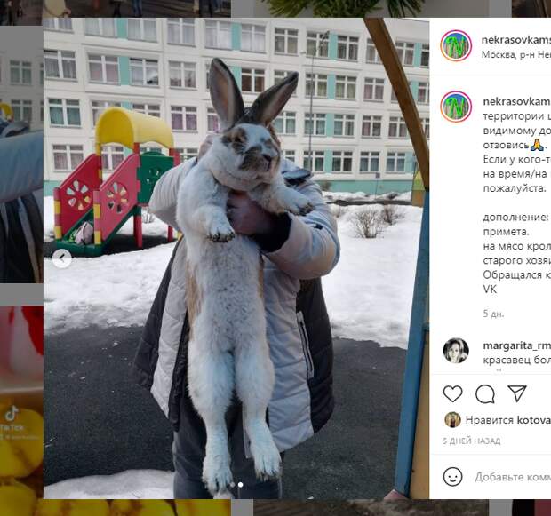 Гигантского кролика поймали на проспекте Защитников
