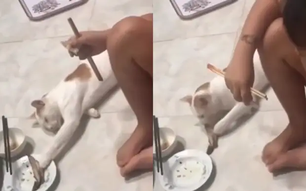 «Без палева»: кот притворился спящим, чтобы незаметно похитить рыбку