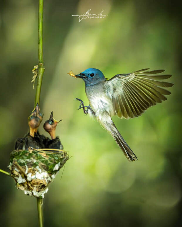 Фотографии птиц, воспевающие дух живой природы
