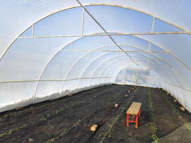 Ягодная отрасль Теучежского района набирает обороты