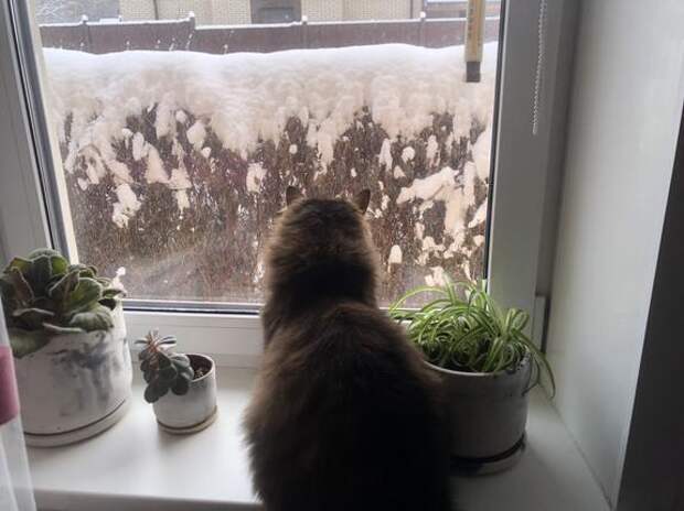 Жительница Москвы подарила дом двум котам, которые долгие годы жили в приюте