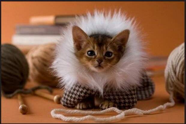 Одежда для кошек