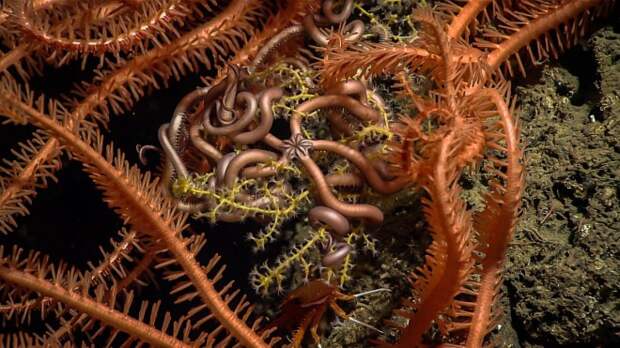 in-this-image-you-can-see-a-tiny-snake-star-surrounded-by-the-spiny-arms-of-larger-sea-stars-coiled-among-the-branches-of-a-coral-at-a-depth-of-1315-feet