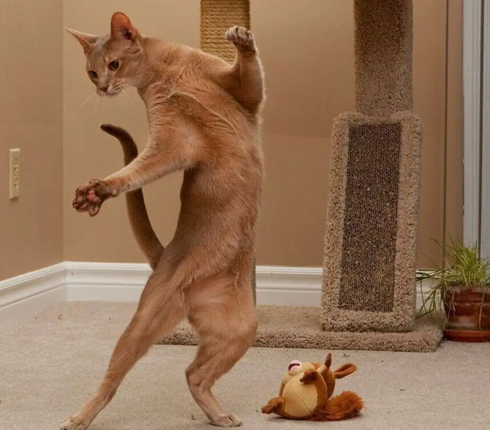 Танец котика. Танцующие коты. Смешные коты танцуют. Кот пляшет. Кот танцует прикол.