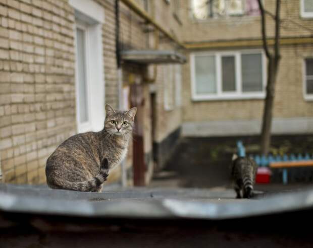 Очень колоритные уличные коты бездомные, город, кот, кошка, улица, уличные кошки, эстетика
