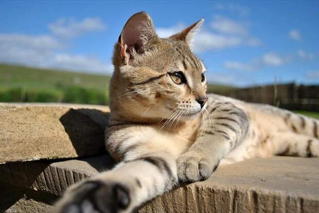 Тайная сила кошек: правда или вымысел животные, коты, факты