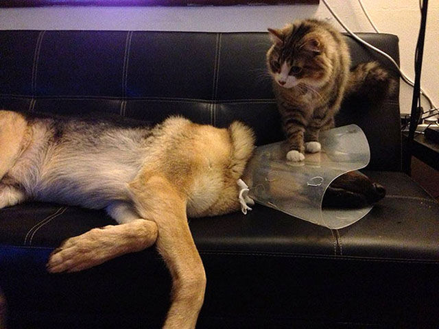 Pets Really Don’t Enjoy Visits to the Vet