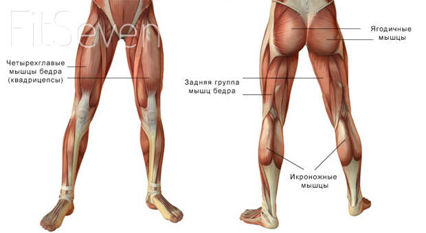Как тренировка ног влияет на рост мускулатуры тела? Гид новичка — 12 неделя