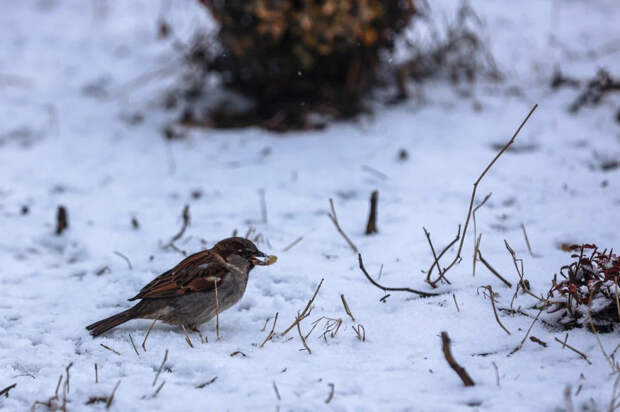 Ученые объяснили важность переписи воробьев для оценки состояния городской среды