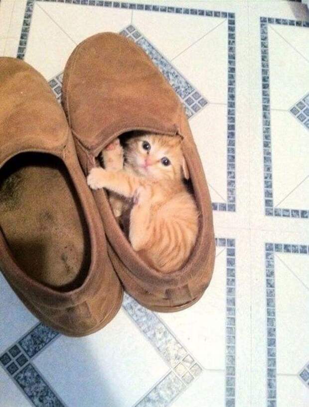 Для сна нет преград: 30 фото котов, которые это доказали