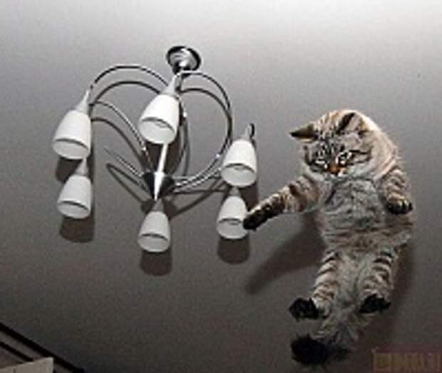 Кошки и Котята 106