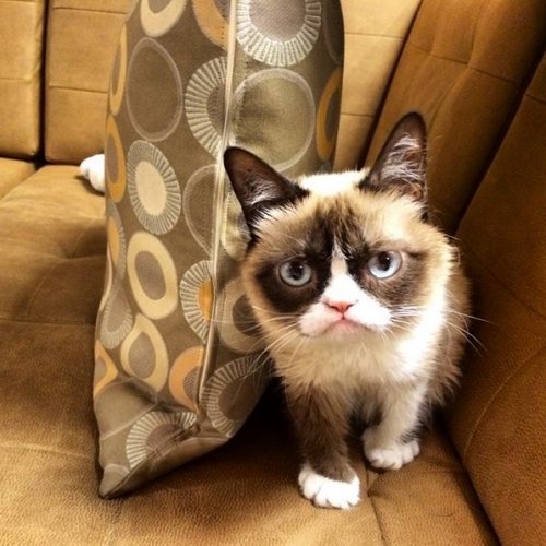 Grumpy Cat за 2 года обогатила свою хозяйку на 100 миллионов долларов (20 фото)