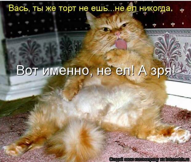 Лучшие котоматрицы недели