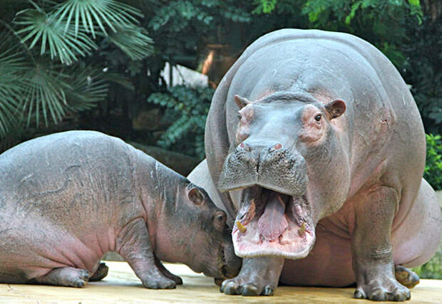 Драму про спасение бегемота в блокадном Ленинграде представили в Новосибирске