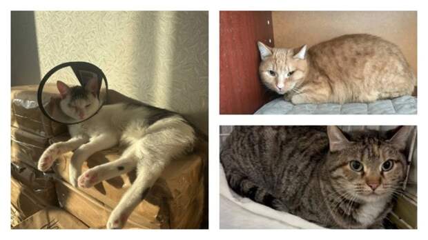 Срочно необходим дом. В Новосибирске волонтеры ищут семьи для 20 кошек из пустой квартиры