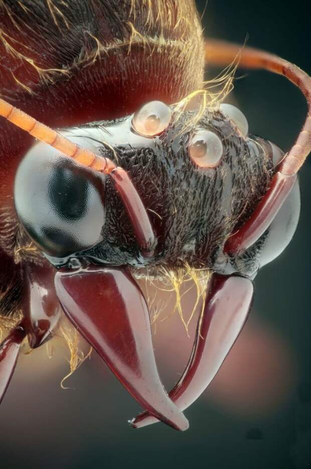 Мелкие монстры - самые опасные муравьи в мире муравьи, насекомые, опасные, страшные, фауна