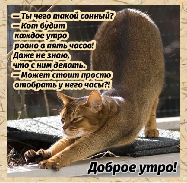 Юмор, шутки, анекдоты, смешные истории про нас, самых лучших