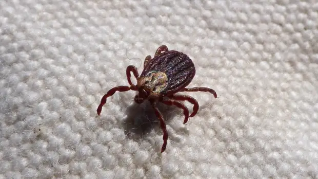 Роспотребнадзор рассказал о профилактике укусов клещей