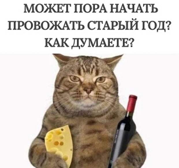 Кот Энрике (байламооос!...)