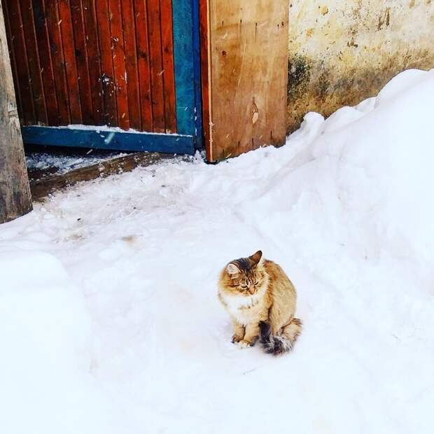 Очень колоритные уличные коты братья наши меньшие, город, кот, кошка, уличные животные, уличные кошки, эстетика