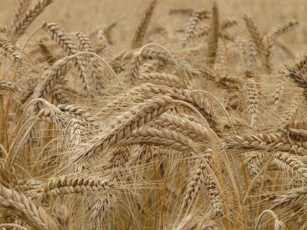 КНДР попросила у России бесплатно 50 млн тонн пшеницы