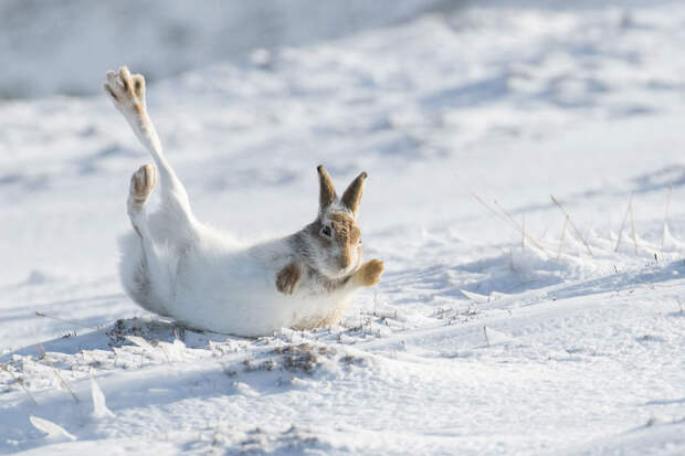 Победители конкурса фотографий Mammal Photographer 2020