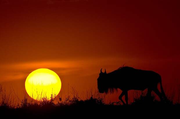 Антилопа гну на фоне заката