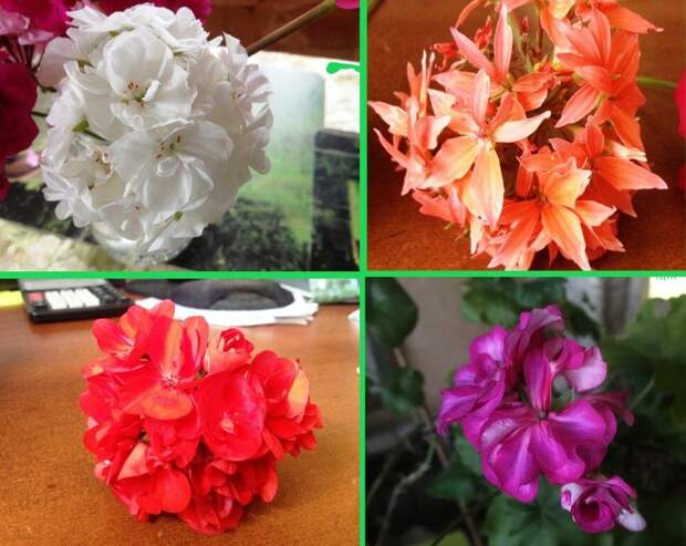 4 варианта цветочков у герани