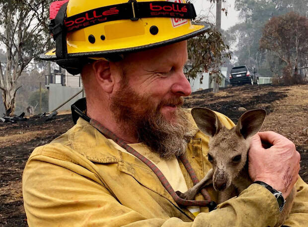 Кенгуру, которого спасли от лесного пожара в Кобунгра, Австралия