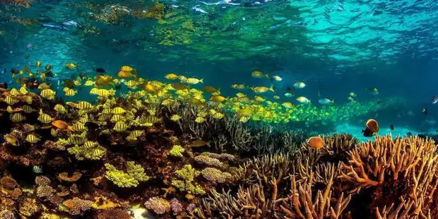 Риф Нингалу: невероятное место, где люди и акулы не боятся друг друга