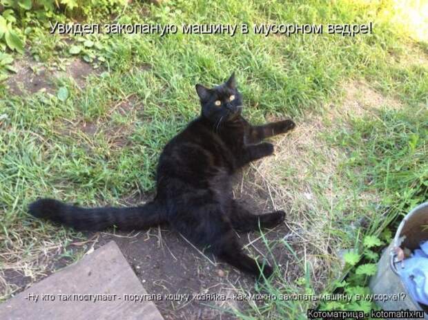 Лучшие котоматрицы недели (50 фото)