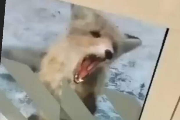 Бешеная лиса взяла в заложники покупателей «Пятерочки» под Новосибирском