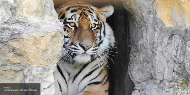 Приморские стоматологи вылечили зубы старейшему в регионе амурскому тигру 