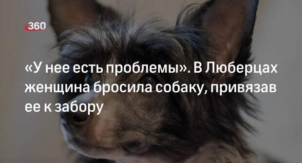 Приют «Домик Мелкашей» в Люберцах принял брошенную хозяевами собаку