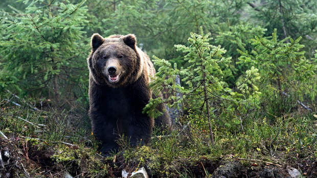 Биолог Глазков: активность медведей в Подмосковье связана с брачным периодом