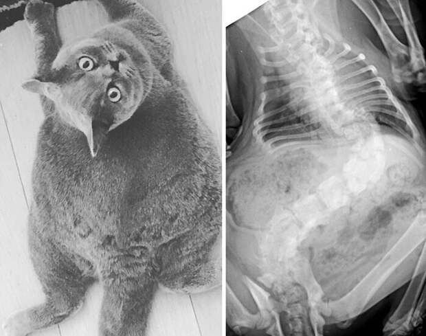 Рентген кошки со сколиозом, который сделал ее шарообразной