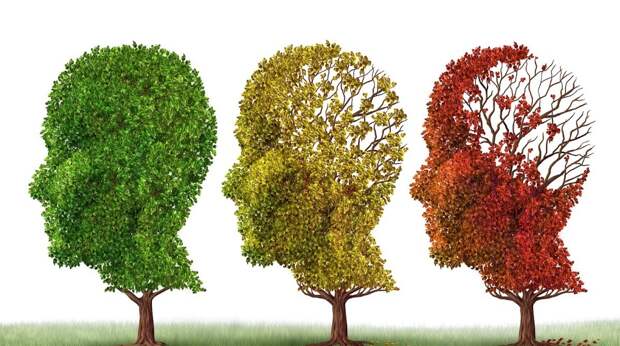 Чашка черного чая в день против болезни Альцгеймера и другие меры профилактики