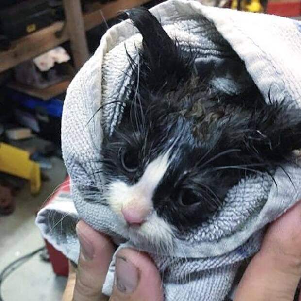 котенок в полотенце